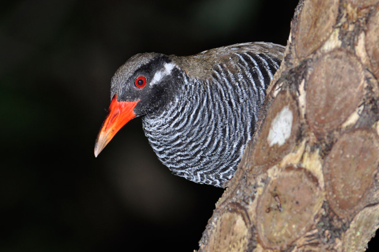 ヤンバルクイナ