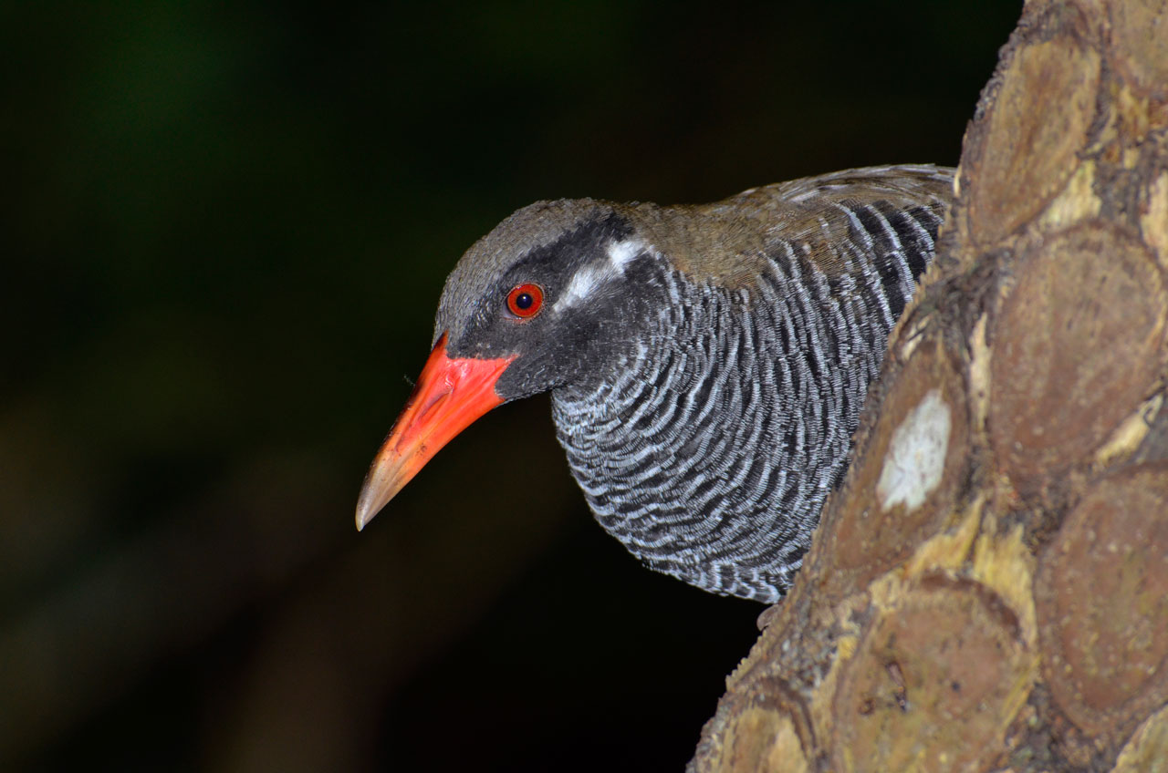 ヤンバルクイナ