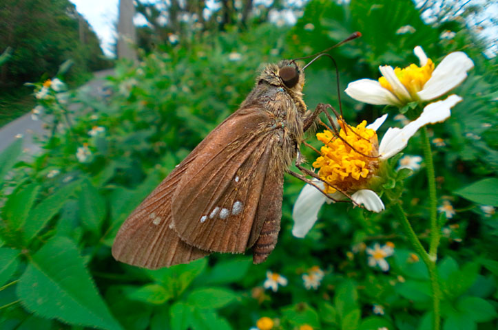 イチモンジセセリ