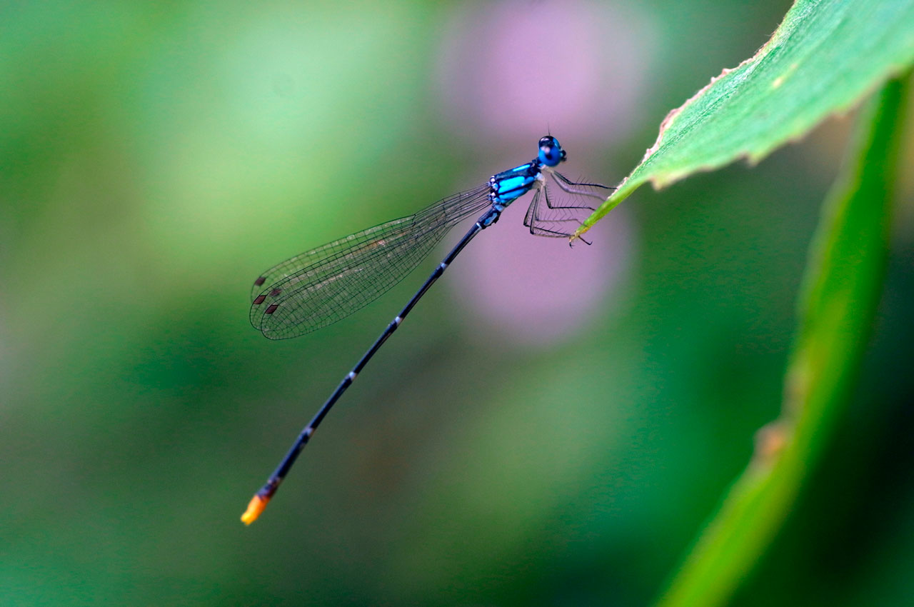 リュウキュウルリモントンボ