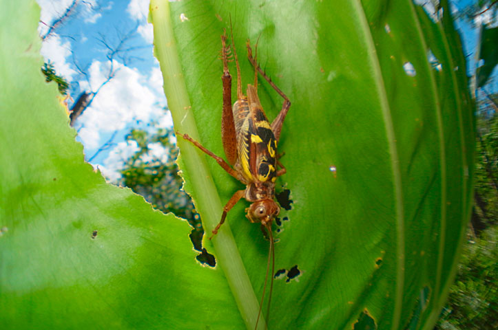 マダラコオロギ