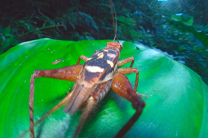 マダラコオロギ