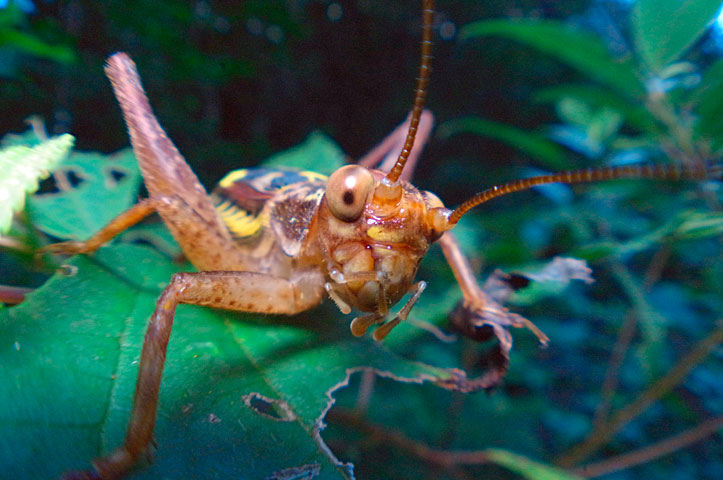 マダラコオロギ