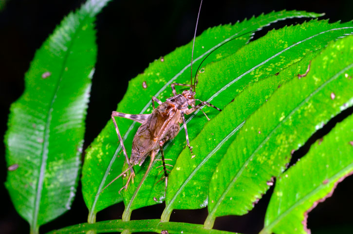 リュウキュウマツムシ