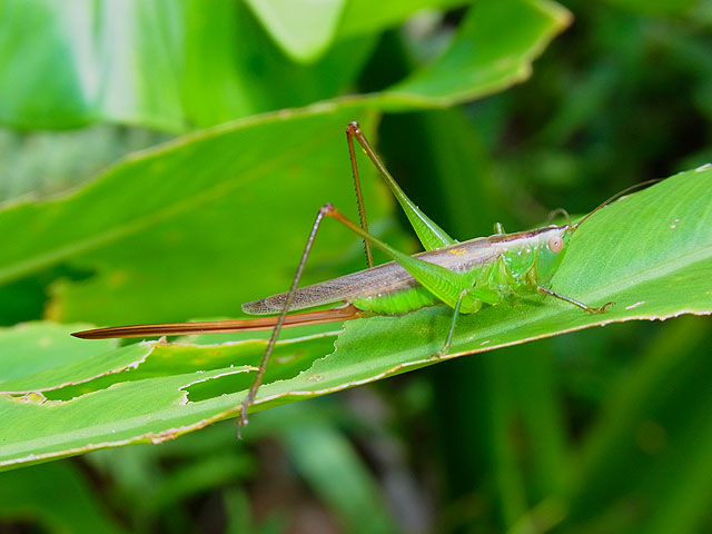 オナガササキリ雌