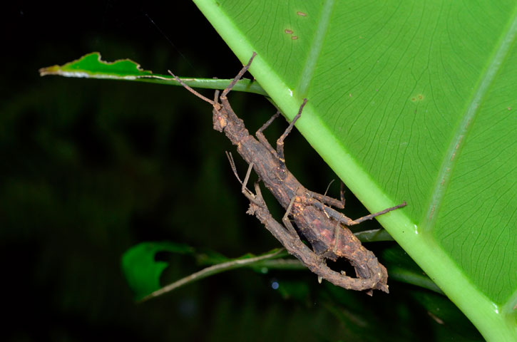 コブナナフシ・ペア