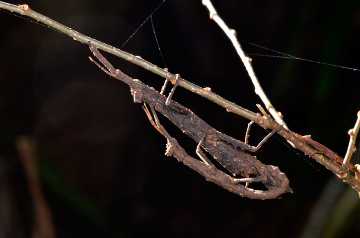 コブナナフシ・ペア