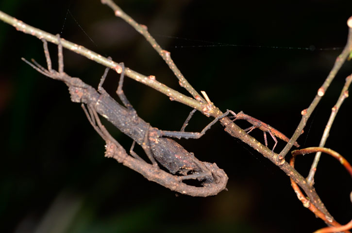 コブナナフシ・ペアと幼虫