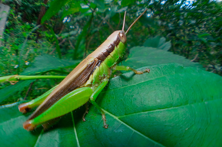 タイワンハネナガイナゴ