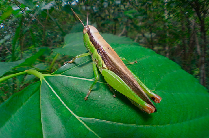 タイワンハネナガイナゴ