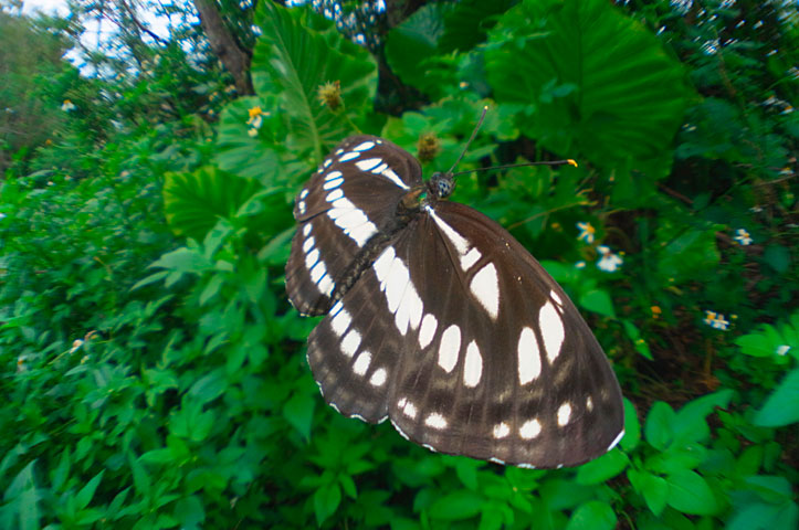 リュウキュウミスジ