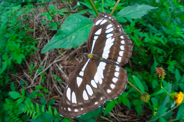 リュウキュウミスジ