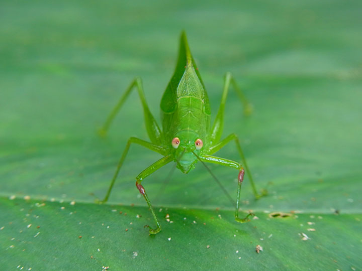 ダイトウクダマキモドキ