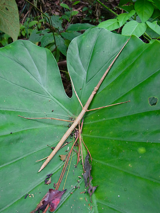 アマミナナフシ雌