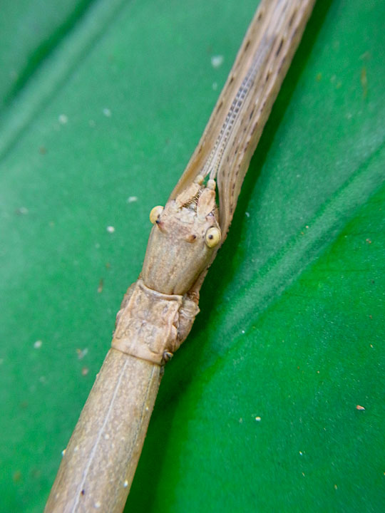 アマミナナフシ雌