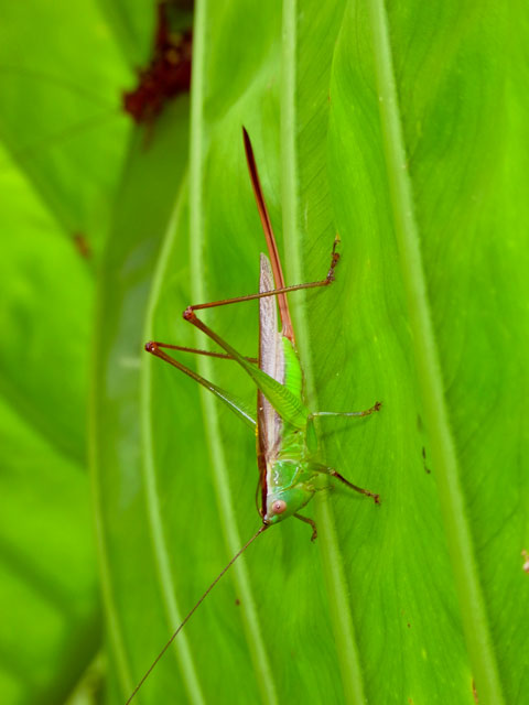 オナガササキリ雌