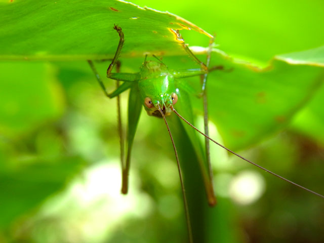 オナガササキリ雌