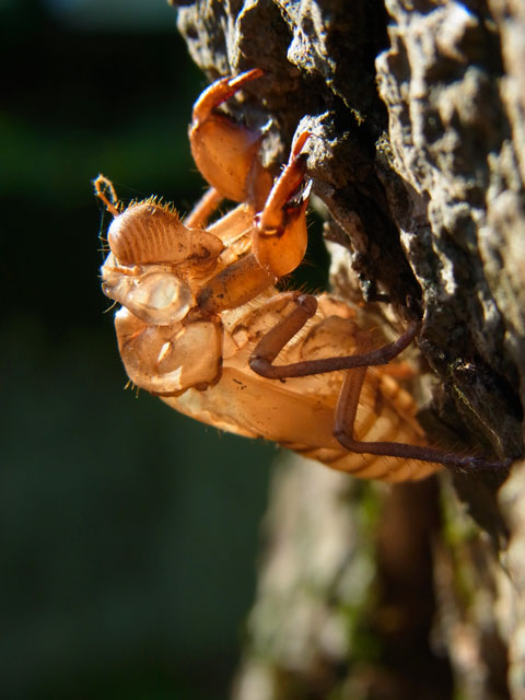 クロイワツクツク羽化殻