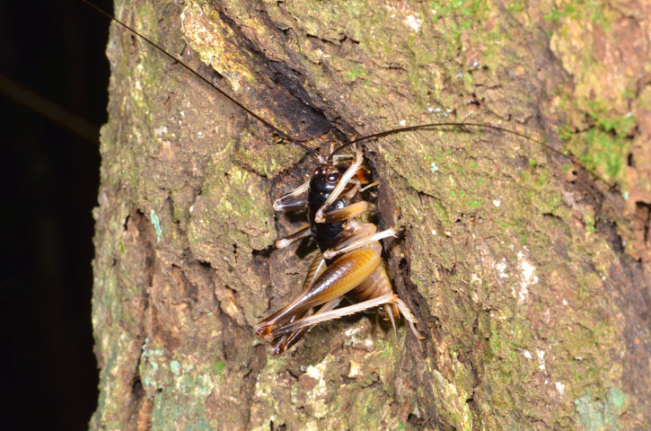 ヤンバルクロギリス