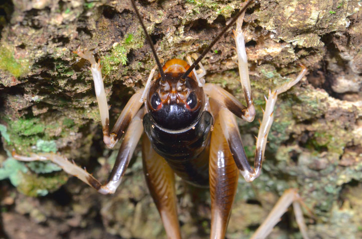 ヤンバルクロギリス