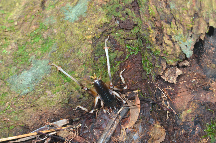 ヤンバルクロギリス