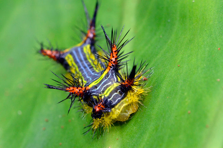 イラガの一種→オキナワナシイラガ幼虫