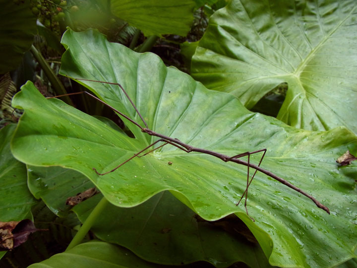 アマミナナフシ雄