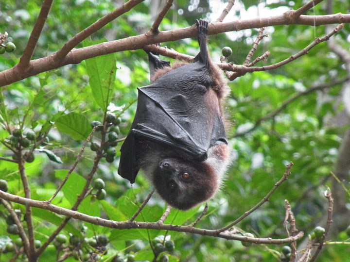 オリイオオコウモリ