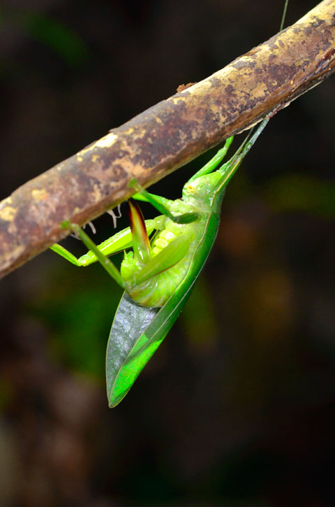 クサキリモドキ産卵
