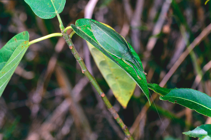 クサキリモドキ