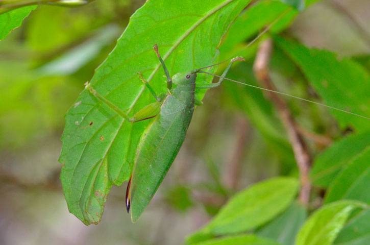 クサキリモドキ雌