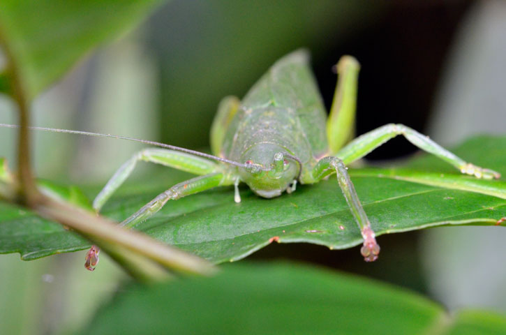 クサキリモドキ