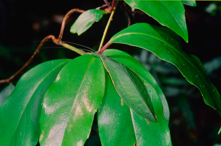 クサキリモドキ