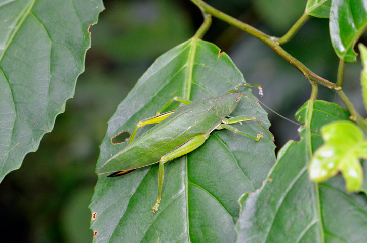 クサキリモドキ