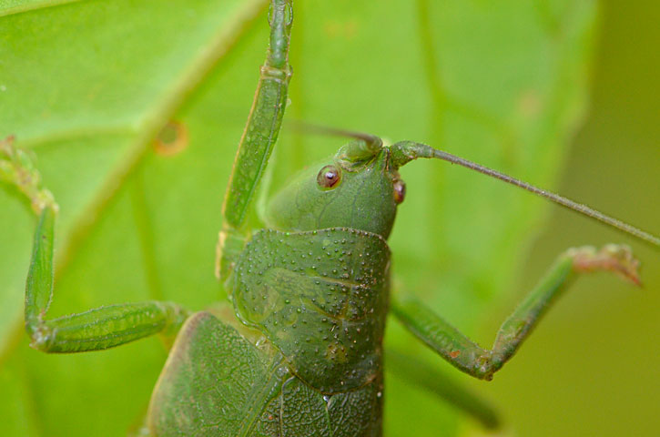 クサキリモドキ