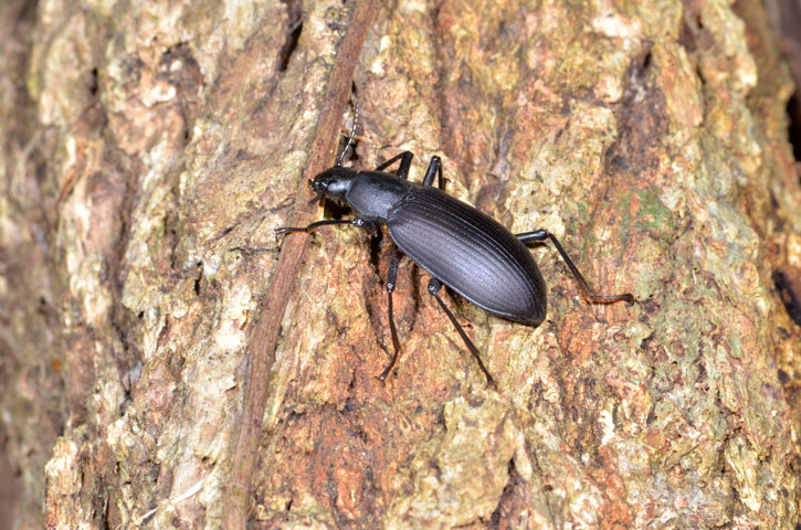 オキナワユミアシゴミムシダマシ？