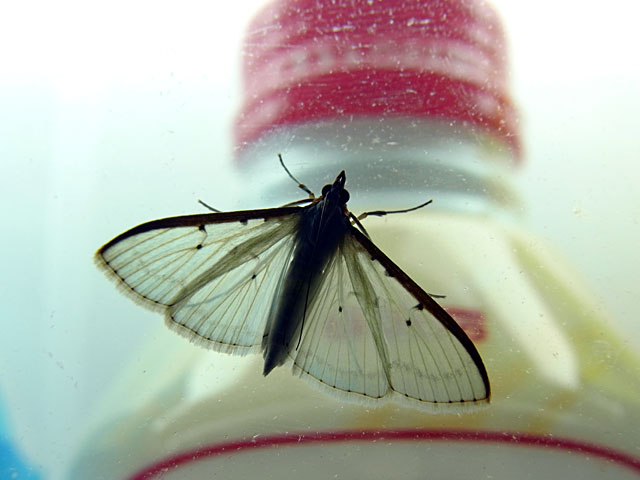 マエアカスカシノメイガ