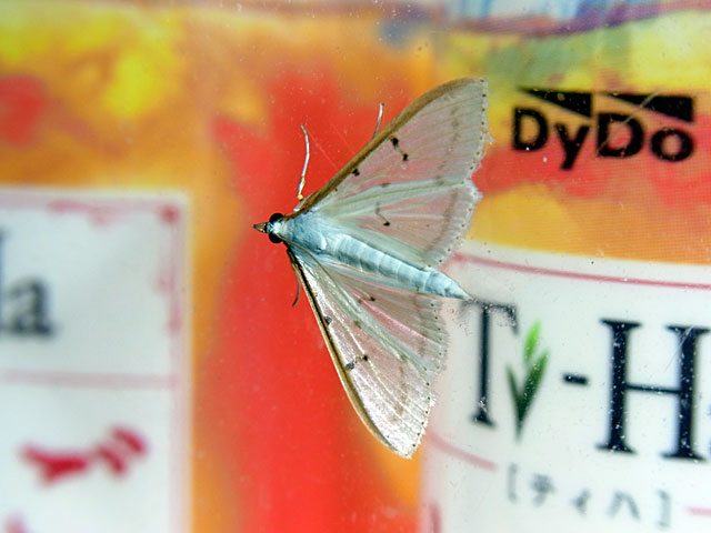 マエアカスカシノメイガ