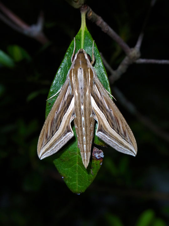 セスジスズメ→シタベニセスジスズメ