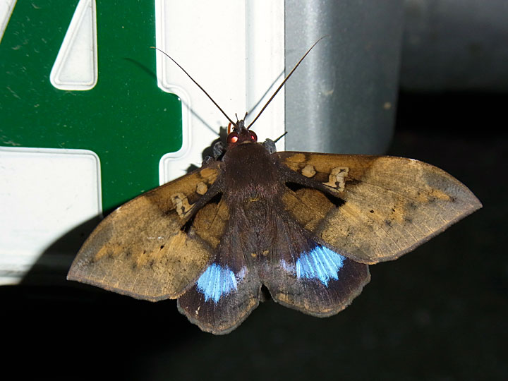 オオルリオビクチバ