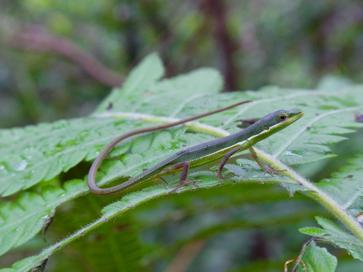 アオカナヘビ幼体