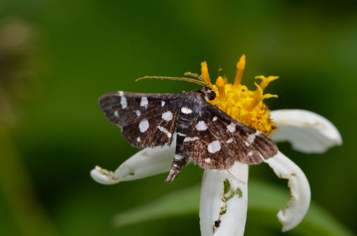 シロモンノメイガ