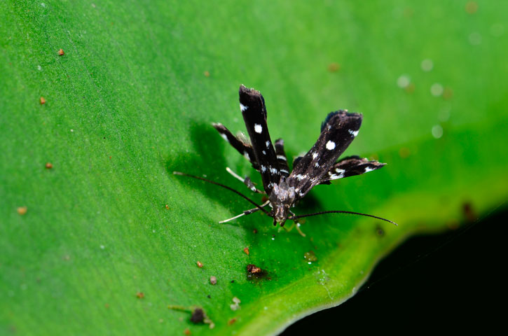 シロモンノメイガ