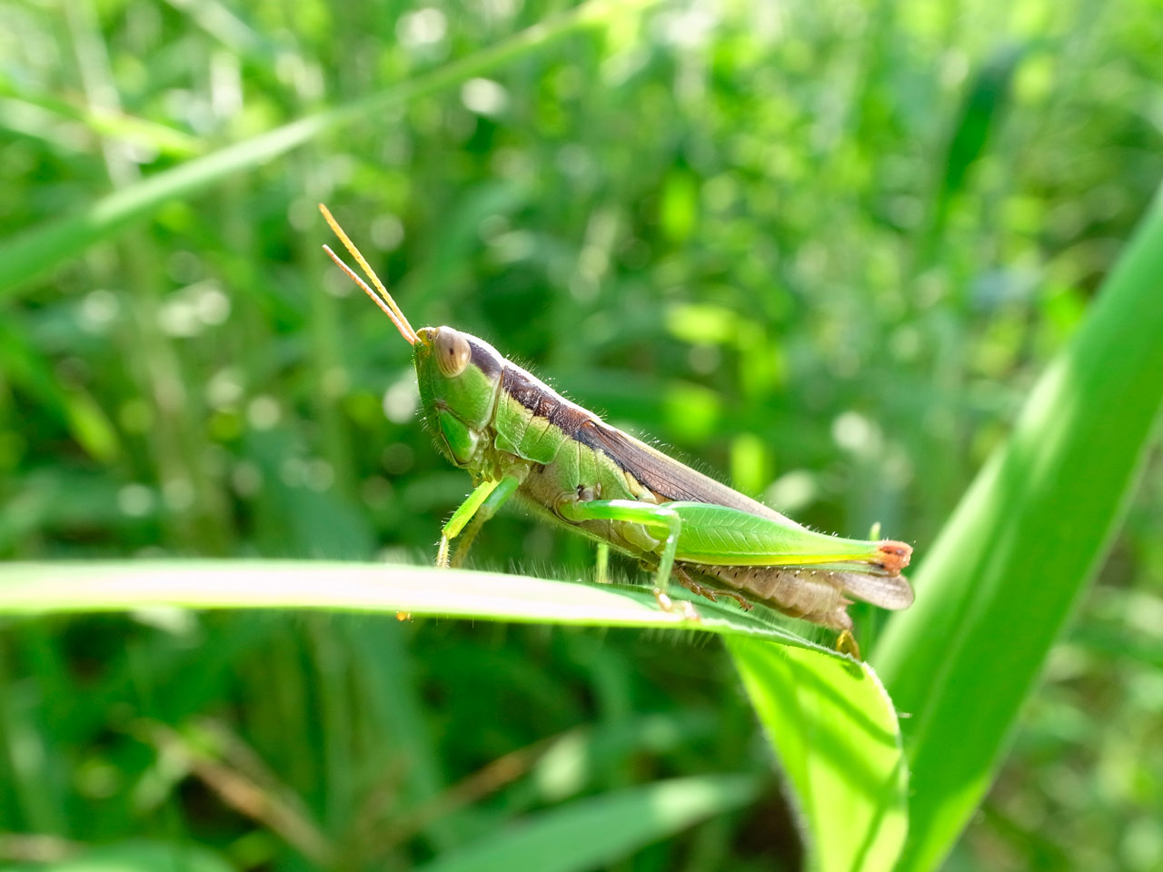 タイワンハネナガイナゴ