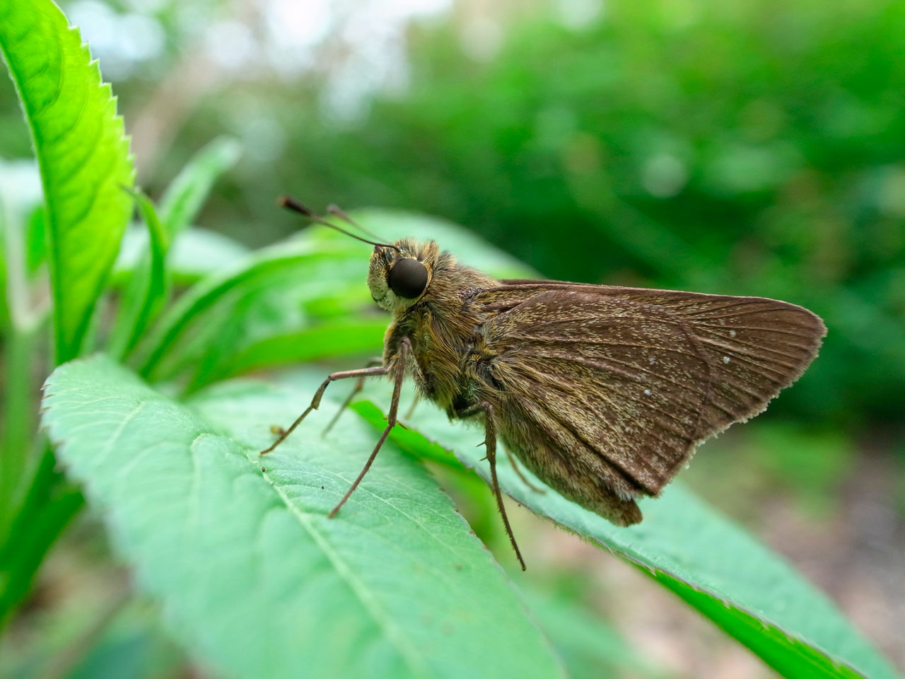 ユウレイセセリ