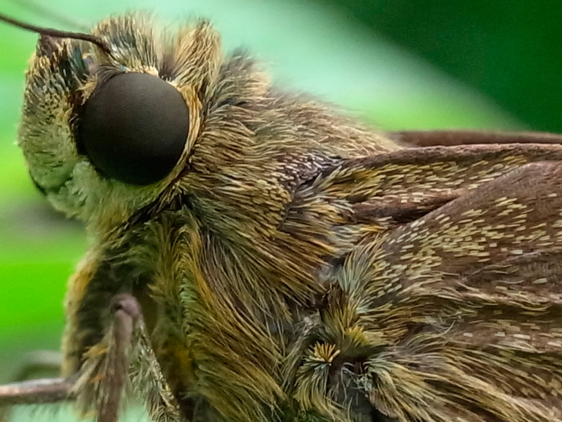 ユウレイセセリ（ピクセル等倍）