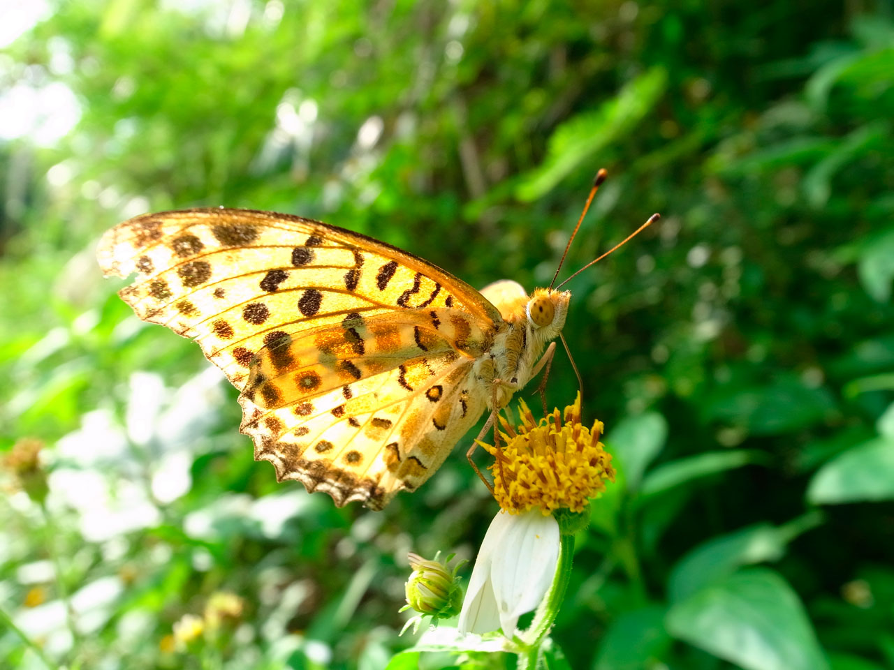 ツマグロヒョウモン雄