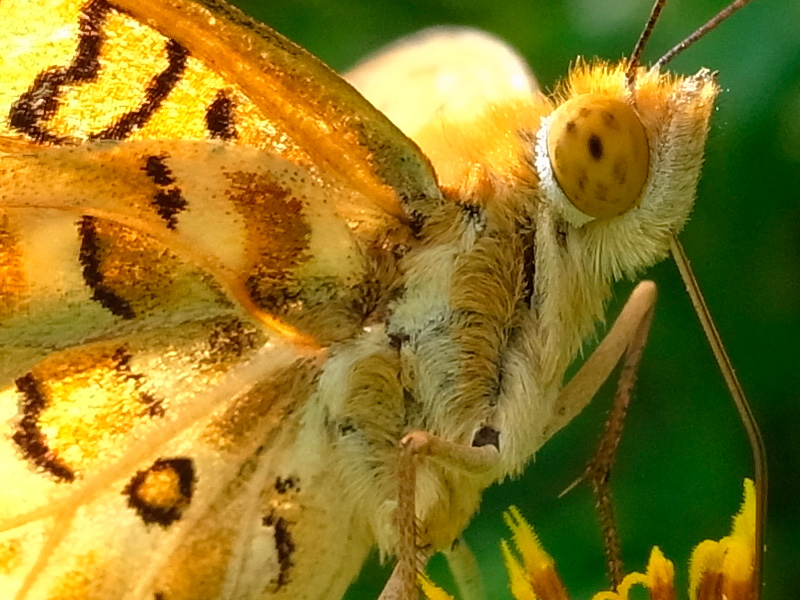 ツマグロヒョウモン雄（ピクセル等倍）
