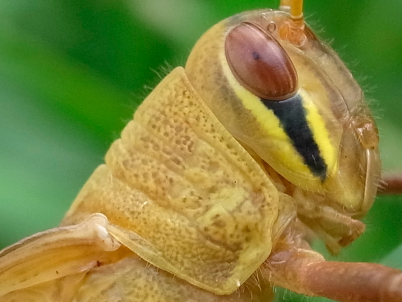 ツチイナゴ幼虫（ピクセル等倍）