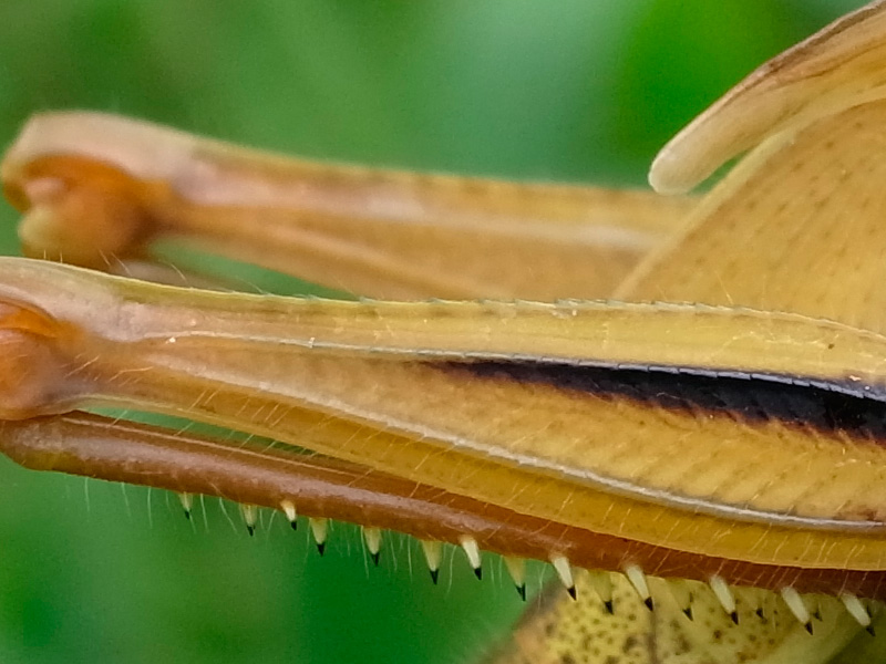 ツチイナゴ幼虫（ピクセル等倍）